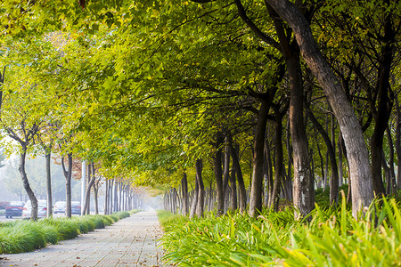 树林道路街道林荫背景