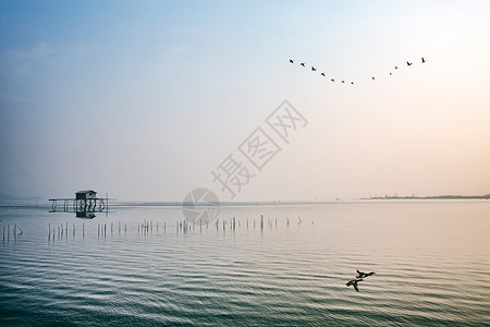 飞翔的大雁充满生机活力的海边景色背景