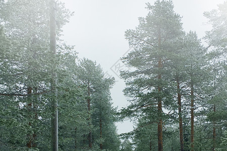 森林下雨下雨天的森林背景