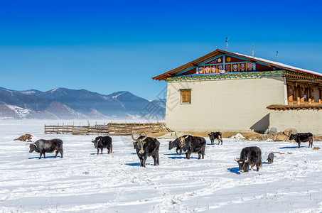云南香格里拉冬季风光藏族高清图片素材