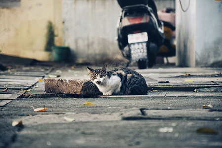 流浪猫街拍流浪动物高清图片