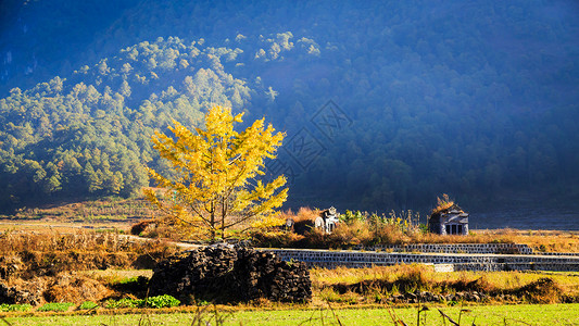 温泉腾冲腾冲银杏村背景