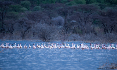 肯尼亚马赛马拉大草原上的动物高清图片