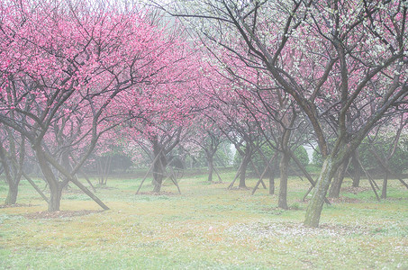 梅花树干春天晨雾中的梅花林背景
