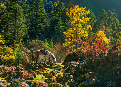 逆光下的川西森林与马匹高清图片