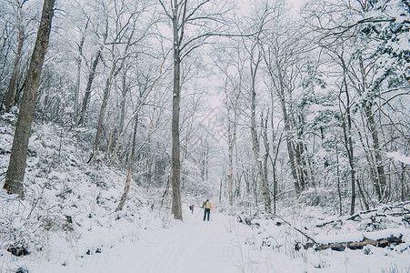 森林雪景冬季森林高清图片