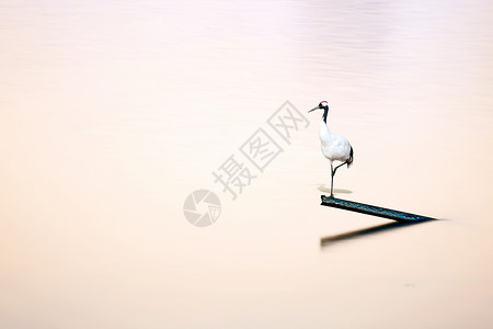 彩墨仙鹤中国风仙鹤在水中央素材图背景