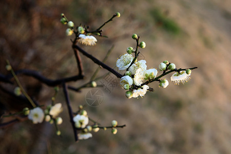 梅花春梅冬芽高清图片