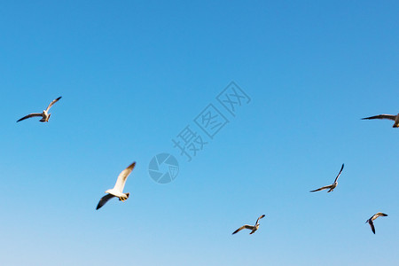 飞鸟天空南迁高清图片