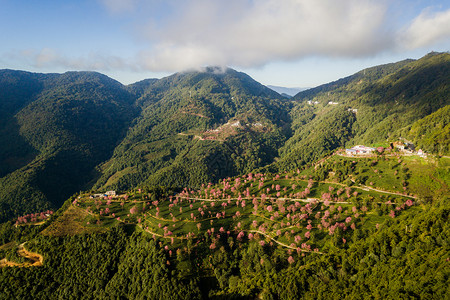 冬季自然风景大理樱花谷背景