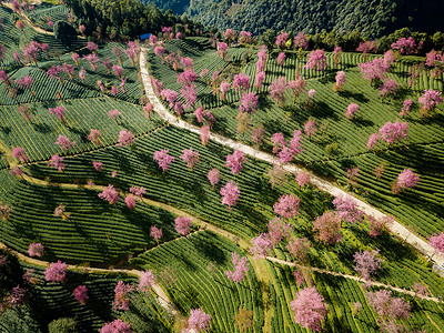 冬季自然风景大理樱花谷航拍背景