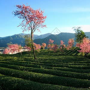 冬樱花茶园里的樱花树背景