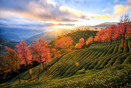 冬季自然风景大理樱花谷背景