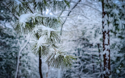 冬季挂满积雪的松枝背景图片