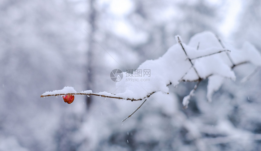 冬季风雪中的一片红叶图片
