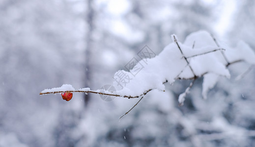 冬季风雪中的一片红叶背景图片