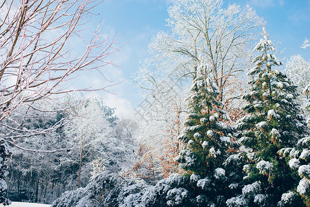 冬天雪天遛狗雪后的植物背景