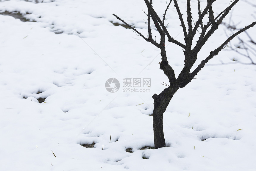 大雪后的枯树图片