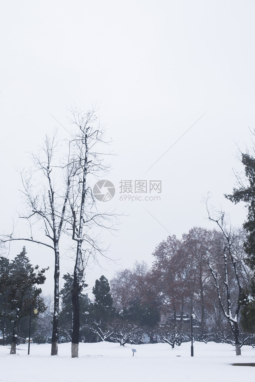 大雪后的公园图片