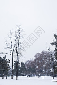 大雪后的公园图片