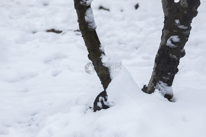 大雪后的树根图片