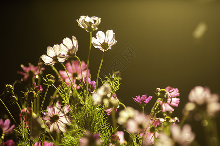 光影格桑花波斯菊背景