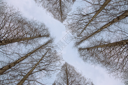 仰望树木冬季仰望树林和天空背景