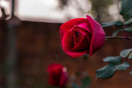 冬天里的玫瑰花图片