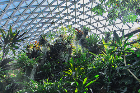 植物科普上海辰山植物园热带植物温室背景