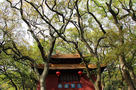 普陀山的法雨寺背景图片