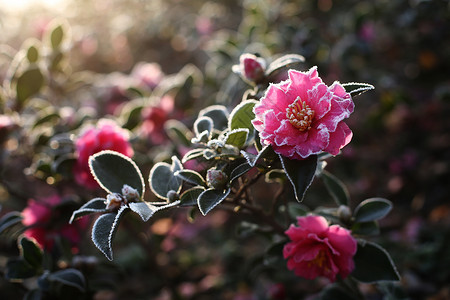 风霜茶花桂花茶花图片高清图片