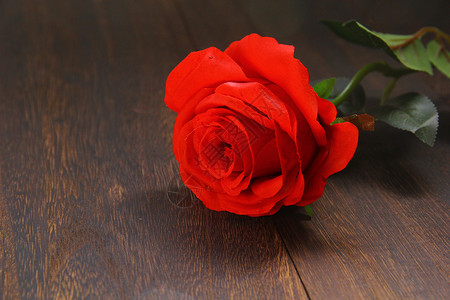 情人节红玫瑰浪漫高清图片素材
