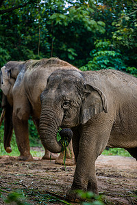大象广州动物园高清图片