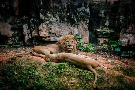 长龙动物园狮子背景