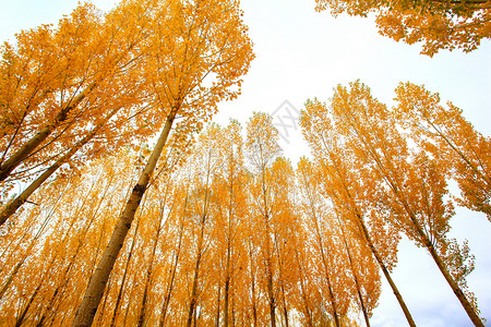 新疆禾木秋色背景图片