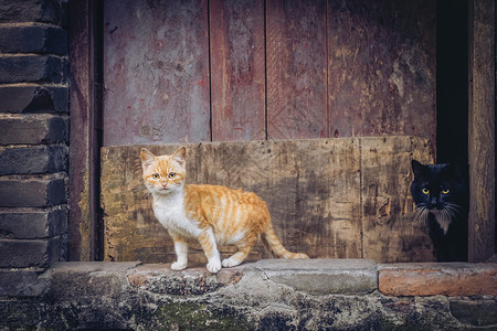 门口的两只猫高清图片