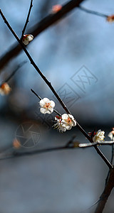 梁化梅园梅花背景