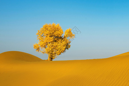 一棵秋天树戈壁胡杨背景