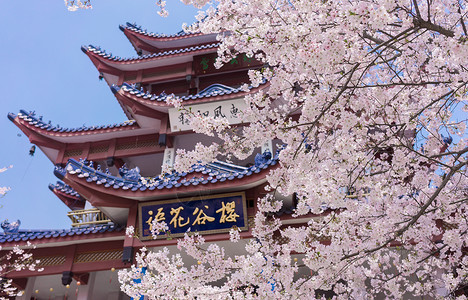 樱花节素材无锡鼋头渚樱花谷背景