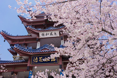 春天樱花树无锡鼋头渚樱花谷背景