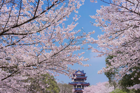 樱花节字体设计无锡鼋头渚樱花谷背景