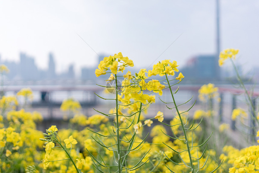 滨江大道油菜花图片