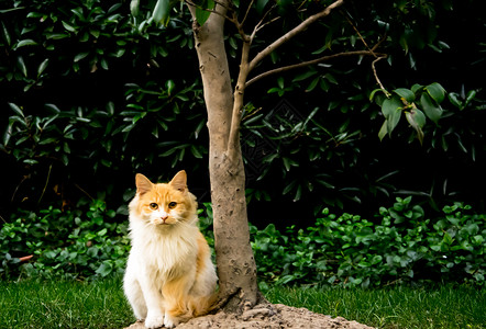 西伯利亚树火炬猫背景
