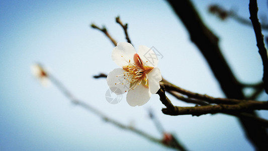 蓝天背景下的白色梅花花朵红色高清图片素材
