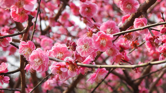 傲骨红梅冬天春天绽放花朵新春春节梅花高清图片素材