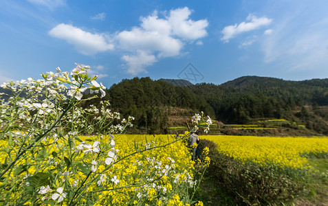 春季油菜花田图片