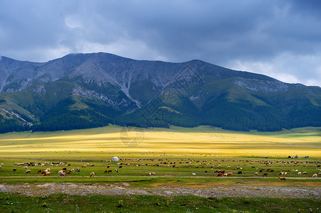 新疆赛里木湖草原羊群暮霭高清图片素材