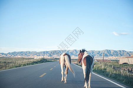 青海公路散步的两匹马背景图片