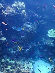 梦幻透明素材海底的鱼群背景