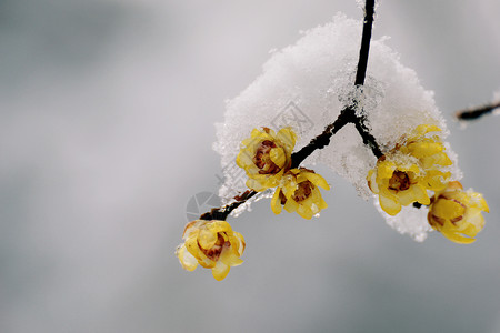 漂浮雪花花瓣雪中腊梅花背景